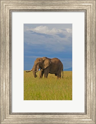 Framed Kenya, Maasai Mara National Park, Male elephant Print