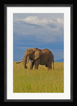 Framed Kenya, Maasai Mara National Park, Male elephant Print