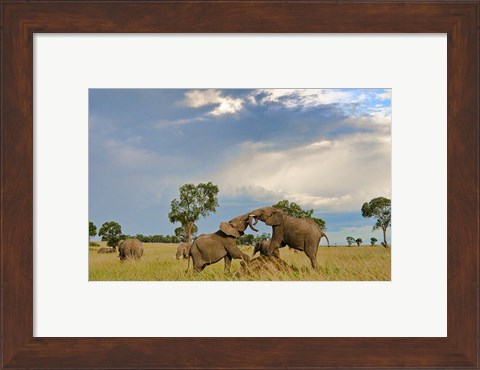 Framed Kenya, Maasai Mara National Park, Young elephants Print