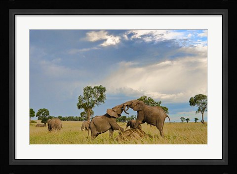Framed Kenya, Maasai Mara National Park, Young elephants Print