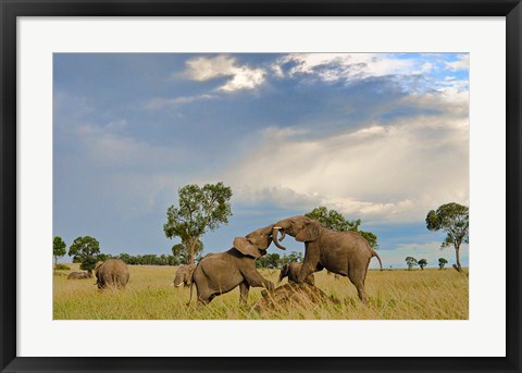Framed Kenya, Maasai Mara National Park, Young elephants Print