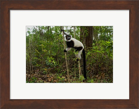 Framed Lemur, Madagascar Print