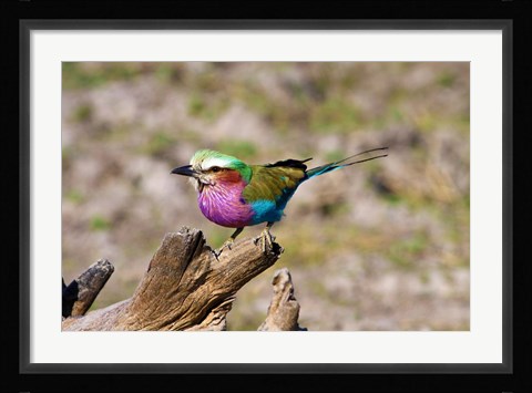 Framed Lilac Breasted Roller, Kruger National Park, South Africa Print