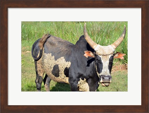 Framed Madagascar, Antananarivo, ox with large horn. Print
