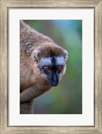 Framed Lemur, Perinet Reserve, Toamasina, Madagascar Print