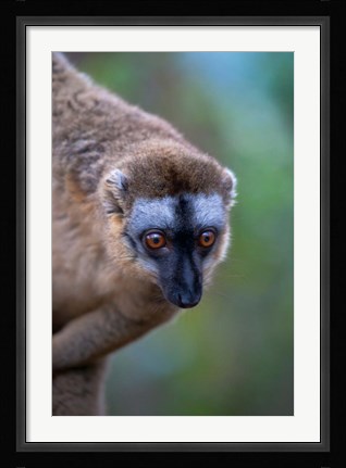 Framed Lemur, Perinet Reserve, Toamasina, Madagascar Print