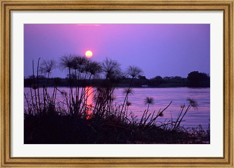 Framed Kenya. Sunset reflects through silhouetted reeds. Print