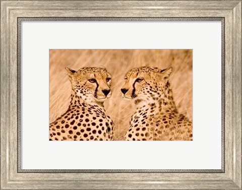 Framed Kenya, Masai Mara National Reserve. Two cheetahs Print
