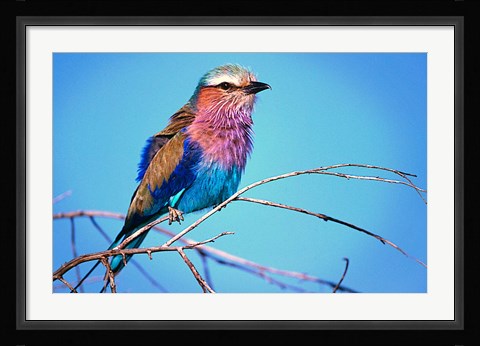 Framed Kenya, Masai Mara, Lilac-breasted roller bird Print