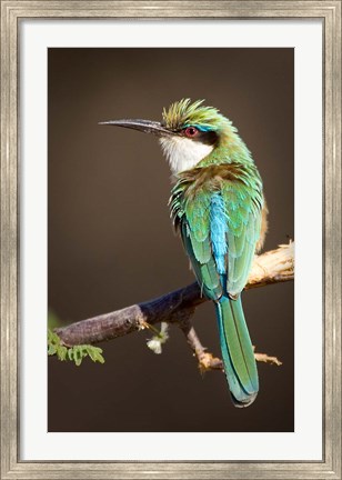 Framed Kenya, Samburu NR, Somali bee-eater, tropical bird Print