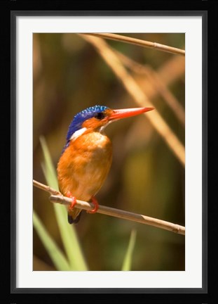 Framed Malawi, Liwonde NP, Malachite kingfisher bird on branch Print