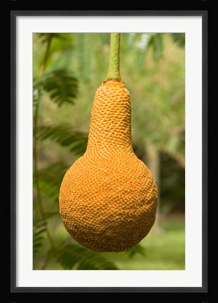 Framed Malawi; Mangochi; Lake Malawi; Fruit, Club Makakola Print