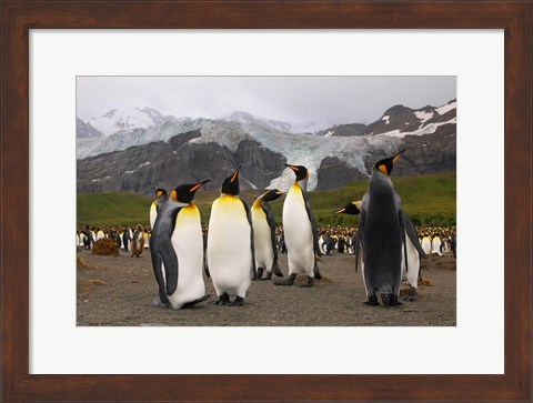 Framed King penguins, Gold Harbor, South Georgia Print