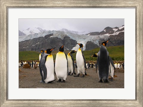 Framed King penguins, Gold Harbor, South Georgia Print