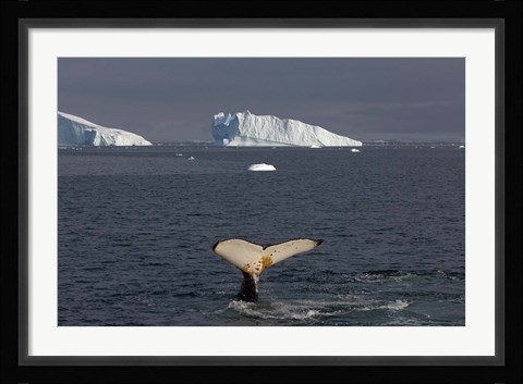 Framed Humpback whale, Western Antarctic Peninsula Print