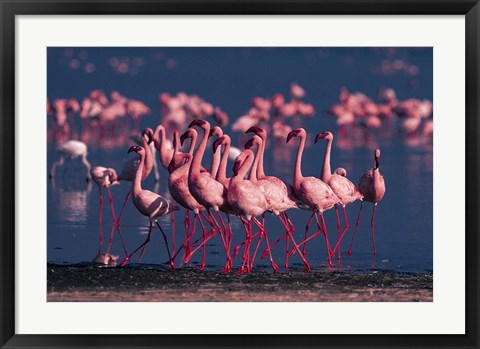 Framed Lesser Flamingo, Kenya Print