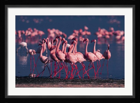Framed Lesser Flamingo, Kenya Print