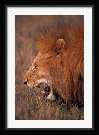 Framed Male Lion, Masai Mara, Kenya Print