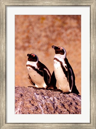 Framed Jackass Penguins, Simons Town, South Africa Print