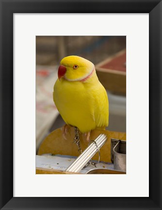 Framed Hong Kong. Bird Garden, parrot tropical bird Print