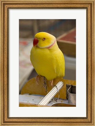 Framed Hong Kong. Bird Garden, parrot tropical bird Print
