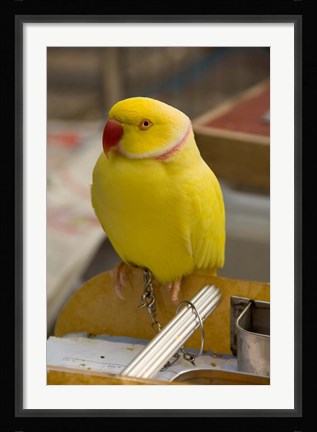 Framed Hong Kong. Bird Garden, parrot tropical bird Print