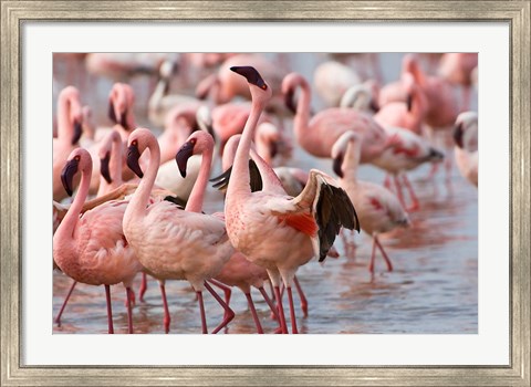 Framed Kenya, Lake Nakuru, Flamingo tropical birds Print