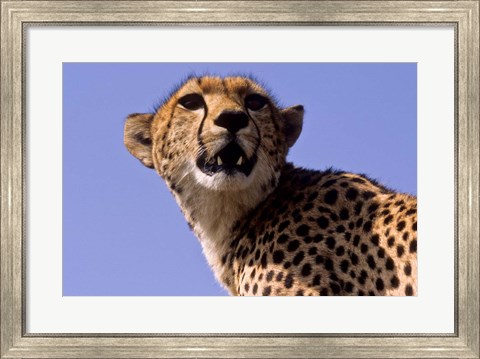 Framed Kenya, Masai Mara National Reserve. Female Cheetah Print