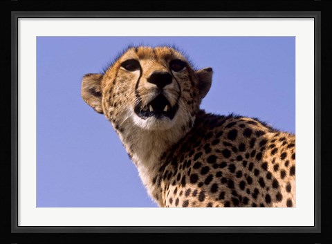 Framed Kenya, Masai Mara National Reserve. Female Cheetah Print