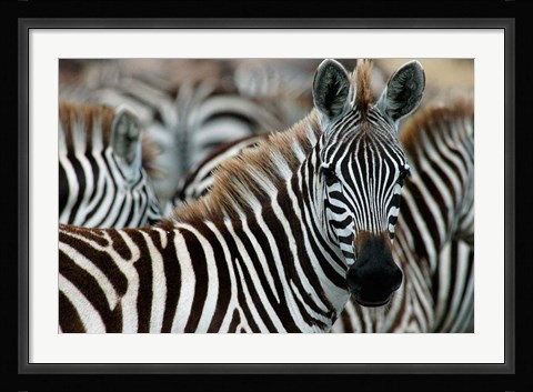 Framed Kenya: Masai Mara Game Reserve, Burchell's zebra Print