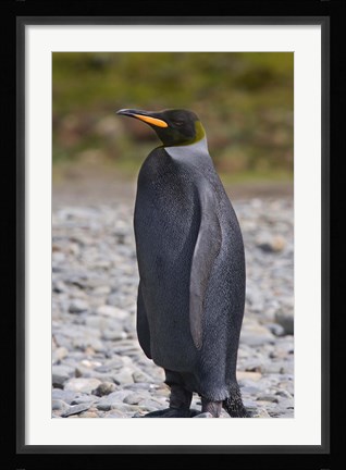 Framed Melanistic king penguin, King Penguins Print