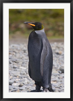 Framed Melanistic king penguin, King Penguins Print