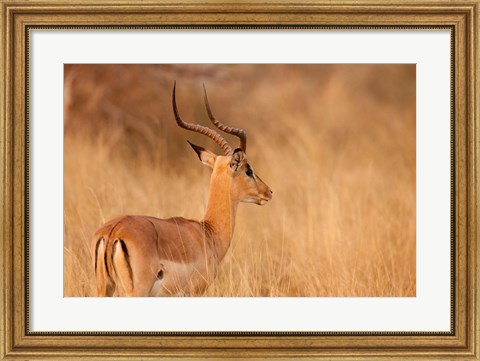 Framed Impala in tall Bushman grass, Mahango Game Reserve, Namibia Print