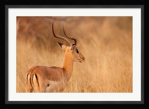 Framed Impala in tall Bushman grass, Mahango Game Reserve, Namibia Print