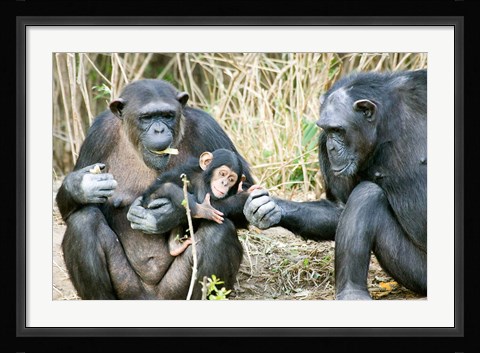 Framed Kenya, Chimpanzees at Sweetwaters Tented Camp Print
