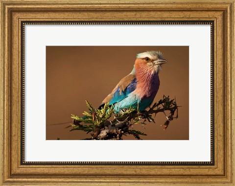 Framed Kenya, Masai Mara GR, Lilac-breasted Roller Print
