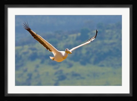 Framed Kenya. White Pelican in flight at Lake Nakuru. Print