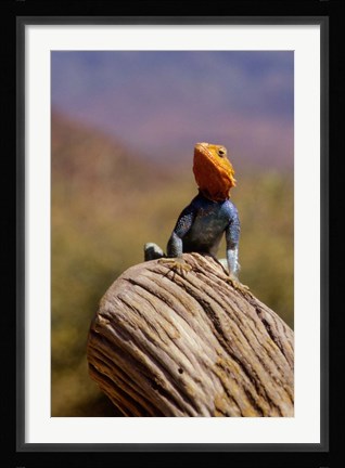 Framed Kenya: Namunyak Conservation Area, Agama Lizard on rock Print