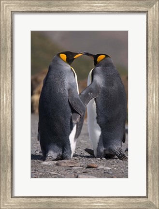 Framed King penguins, mating ritual Print