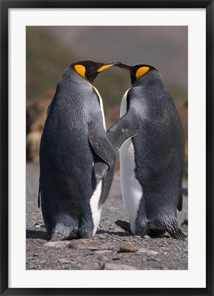Framed King penguins, mating ritual Print