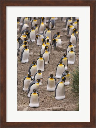Framed King penguins, Salisbury Plain Print
