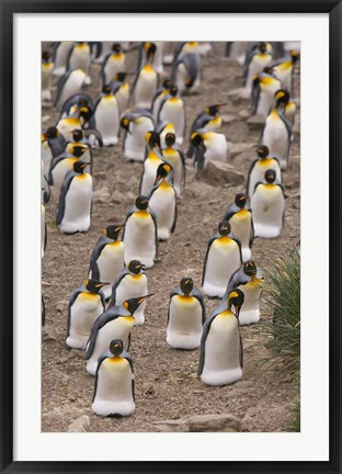 Framed King penguins, Salisbury Plain Print