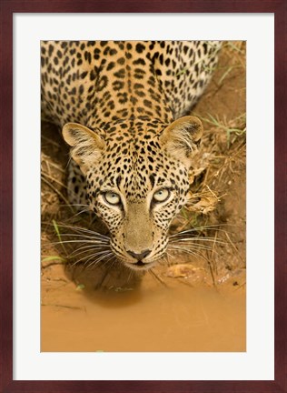 Framed Leopard at waterhole in Masai Mara GR, Kenya Print