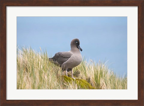 Framed Light-mantled sooty albatross bird, Gold Harbor Print