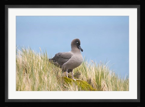 Framed Light-mantled sooty albatross bird, Gold Harbor Print