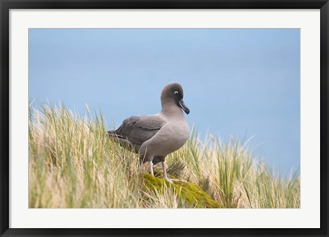 Framed Light-mantled sooty albatross bird, Gold Harbor Print