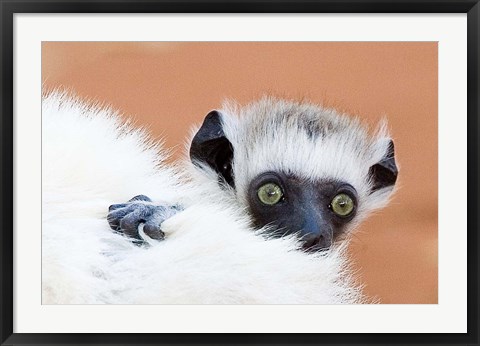 Framed Madagascar, Verreau's sifaka primate Print
