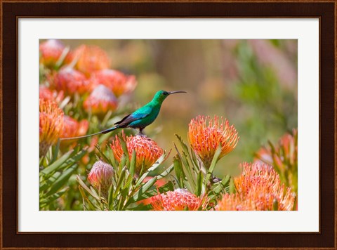 Framed Malachite Sunbird, Cape Province, South Africa Print