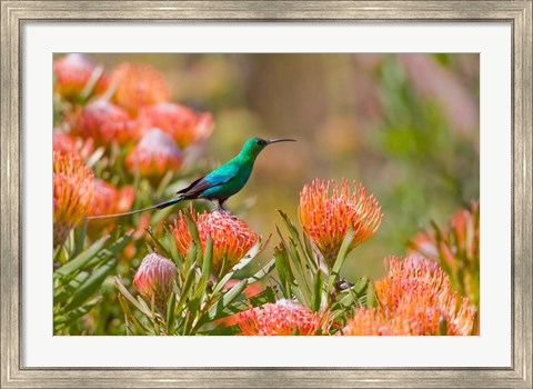 Framed Malachite Sunbird, Cape Province, South Africa Print