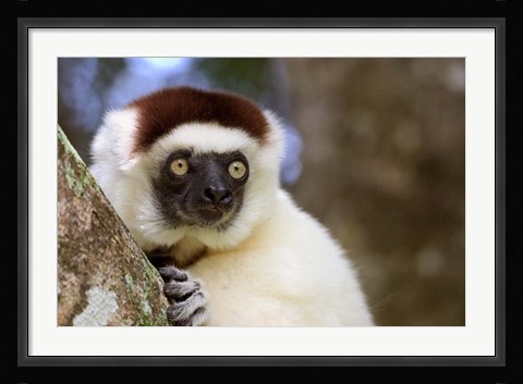 Framed Male Verreaux's Sifaka at the Nahampoana Reserve Print